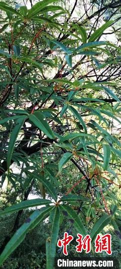 被稱為植物界“大熊貓”的五小葉槭植物?！】刀ㄊ形麄鞑抗﹫D