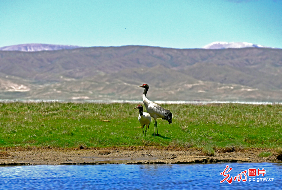 三江源國家公園正式設(shè)立，這是青海生態(tài)文明建設(shè)的新答卷