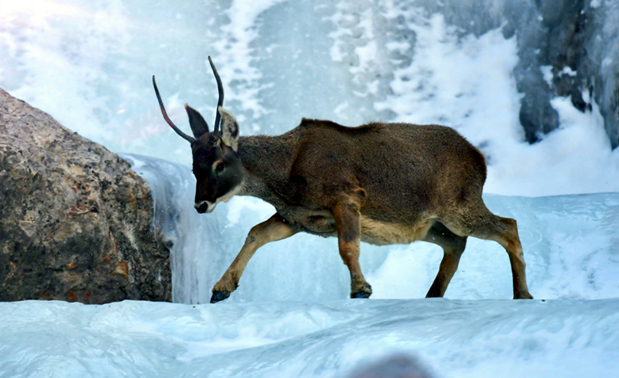 活躍在青海省海西州柏樹山的白唇鹿。巴圖那生攝