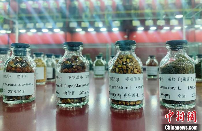 圖為海拔3500米以上珍貴草藥種子?！●R銘言 攝