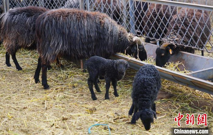 圖為黑藏羊及小羊羔正在吃草?！●R銘言 攝