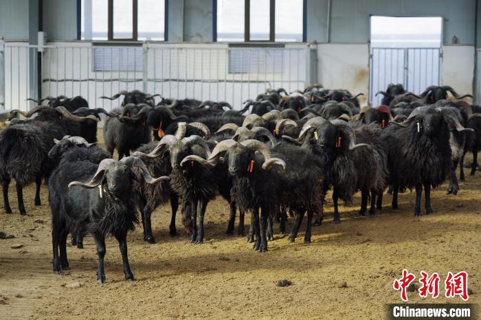 圖為黑藏羊?！●R銘言 攝