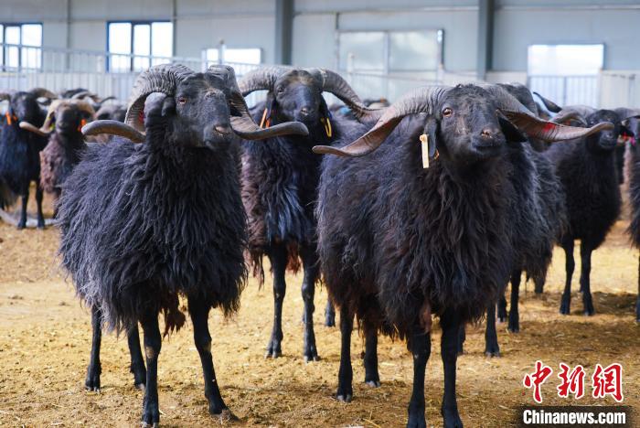 圖為黑藏羊?！●R銘言 攝