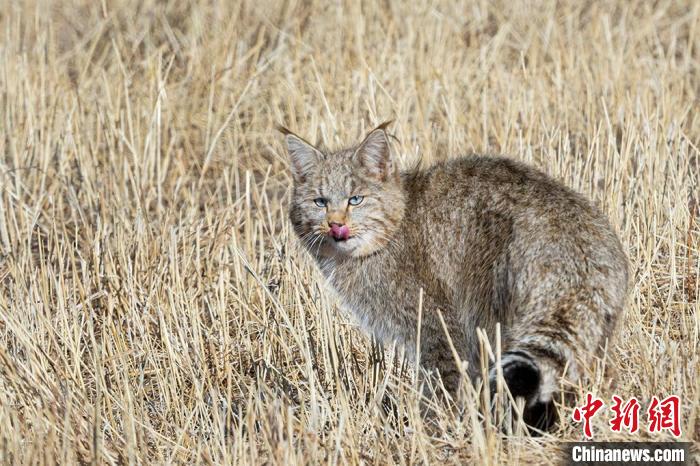 圖為拍攝到的荒漠貓?！O春生 攝