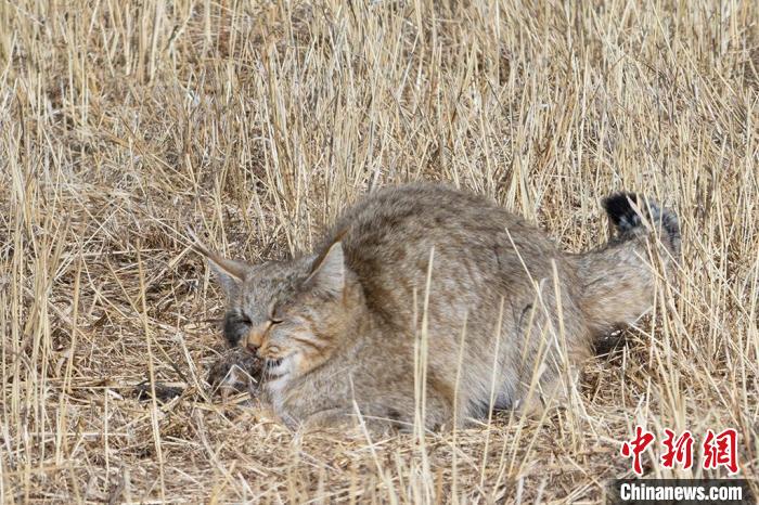 圖為拍攝到的荒漠貓?！≡S明遠(yuǎn) 攝
