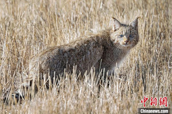 圖為拍攝到的荒漠貓。　許明遠(yuǎn) 攝