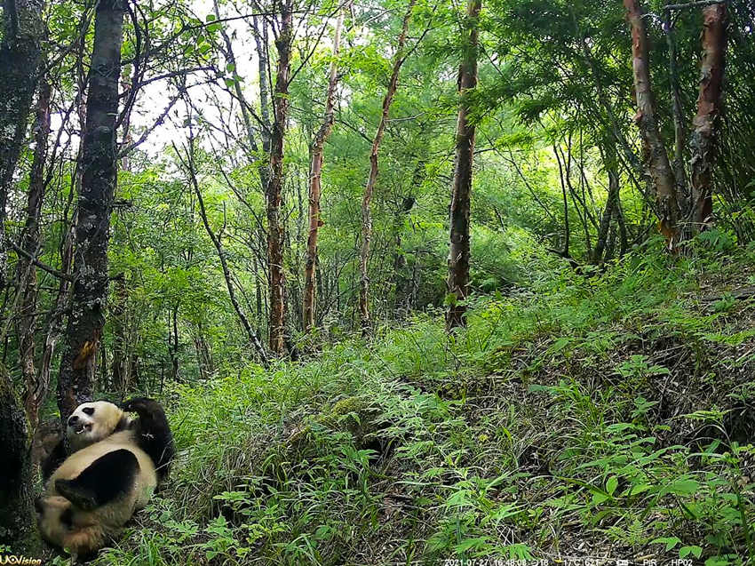 紅外相機拍攝到的野生大熊貓。平武縣融媒體中心供圖