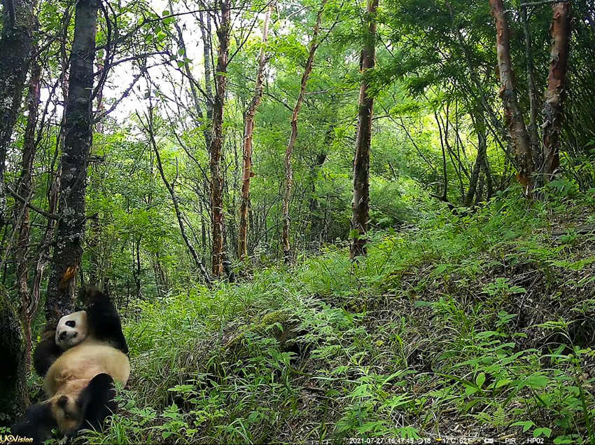 紅外相機(jī)拍攝到的野生大熊貓。平武縣融媒體中心供圖