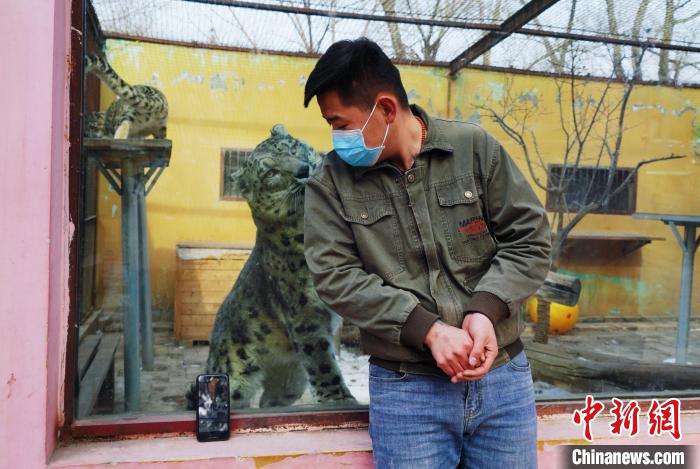 圖為雪豹“奶爸”史壽軍直播休息時與雪豹互動?！●R銘言 攝