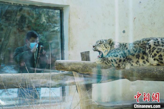 圖為雪豹“奶爸”史壽軍正在直播?！●R銘言 攝