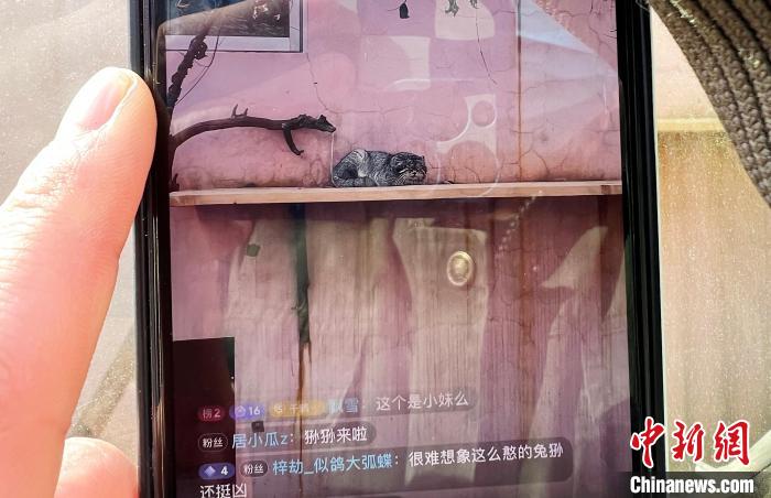 圖為雪豹“奶爸”史壽軍正在直播。　馬銘言 攝