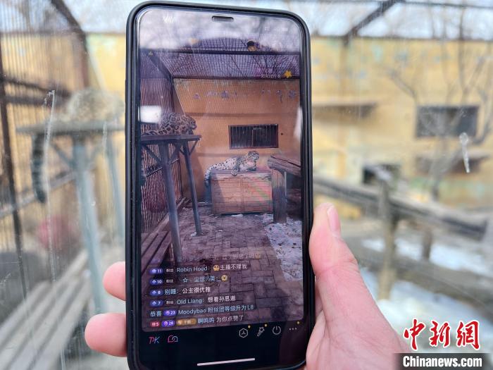 圖為雪豹“奶爸”史壽軍正在直播。　馬銘言 攝