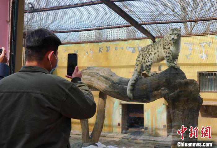 圖為雪豹“奶爸”史壽軍正在直播。　馬銘言 攝