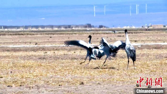 圖為黑頸鶴追逐嬉戲?！￡惷髡?攝