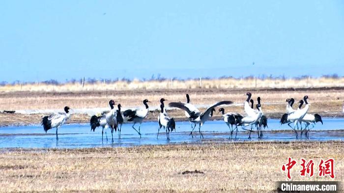 圖為成群的黑頸鶴“翩翩起舞”?！‘?dāng)智 攝