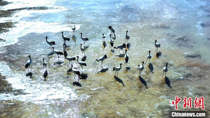 圖為黑頸鶴群駐足休憩?！￡惷髡?攝