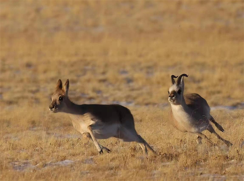 藏羚羊。圖片來源：農(nóng)牧民大自然攝影隊(duì)