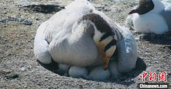圖為斑頭雁孵蛋。　綠色江河 供圖