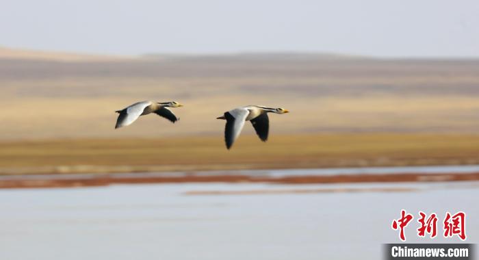 圖為飛翔的斑頭雁。　綠色江河 供圖