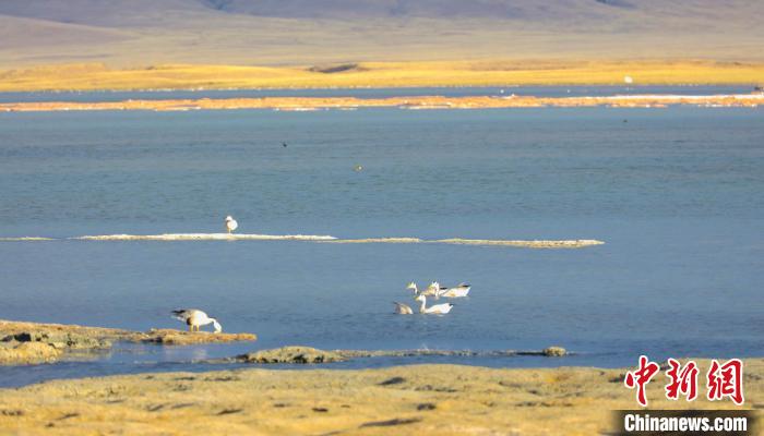 圖為斑頭雁在班德湖中休憩?！【G色江河 供圖