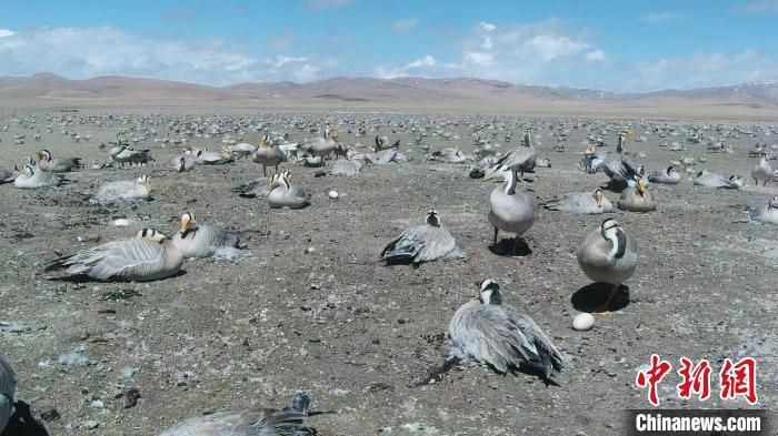 圖為斑頭雁在空地上孵蛋。　綠色江河 供圖