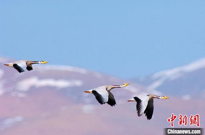 圖為斑頭雁在空中飛行。　綠色江河 供圖