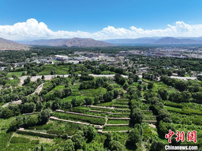 航拍貴德縣黃河岸畔綠意盎然?！●R銘言 攝