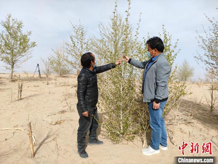 柴達(dá)木盆地的護(hù)林員：守護(hù)，只為那一片綠