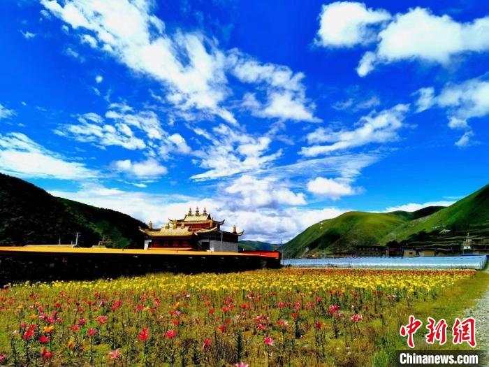 近百畝百合花競相開放，景色誘人?！∪捞量h委宣傳部供圖