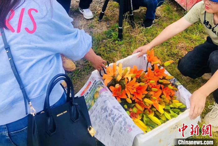 村民采摘百合花?！∪捞量h委宣傳部供圖