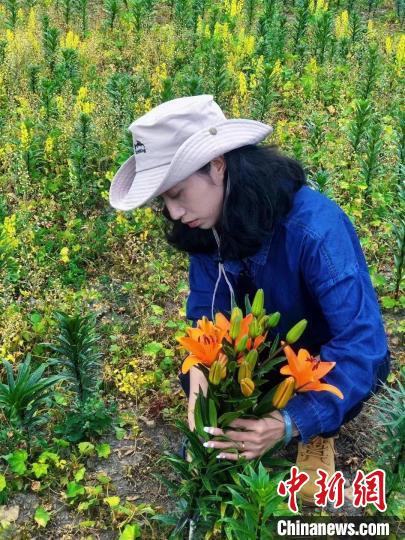 村民采摘百合花?！∪捞量h委宣傳部供圖