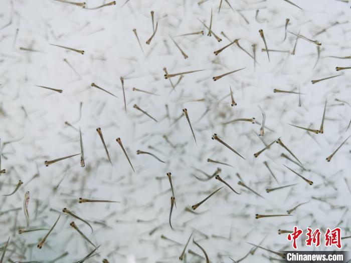 探訪青海湖湟魚(yú)“育嬰室”：“密集”育苗，體重10克放流