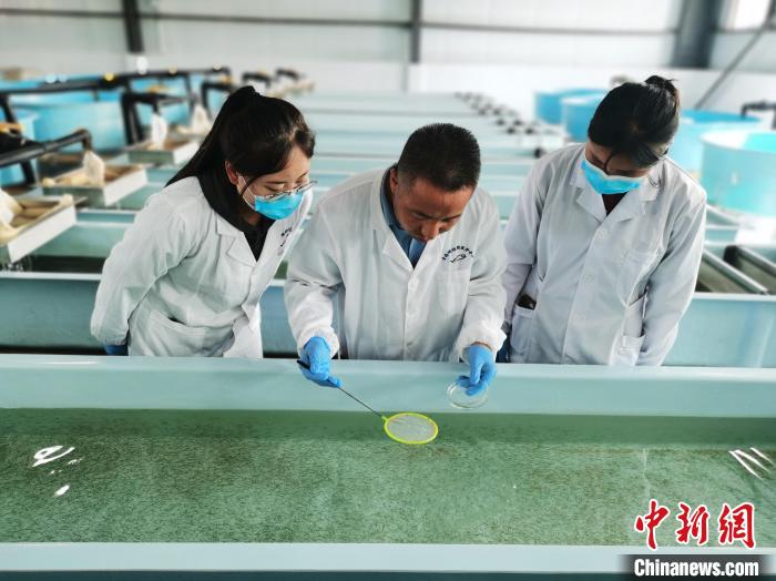 圖為工作人員檢查魚(yú)苗?！?zhí)砀?攝