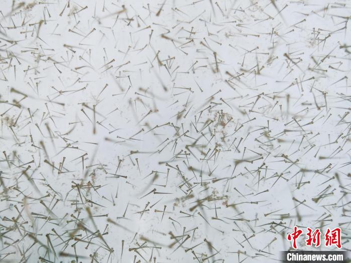 圖為魚(yú)苗。　張?zhí)砀?攝
