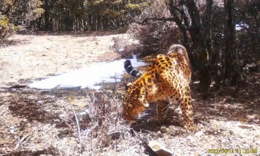 金錢豹。涼山州委宣傳部供圖