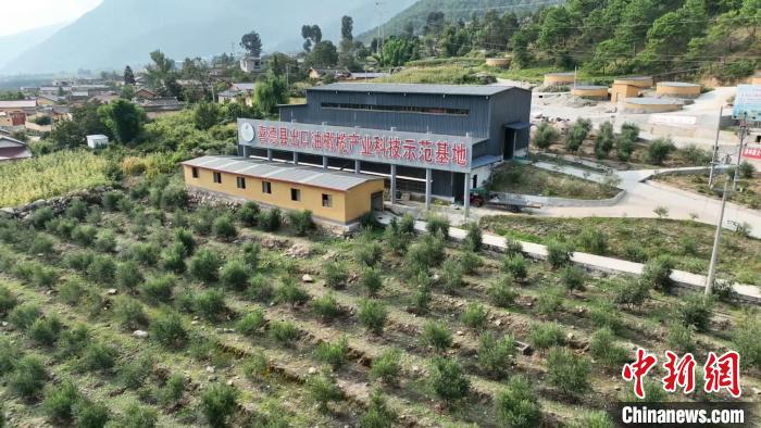 伍合村的油橄欖種植基地?！「呒午?攝