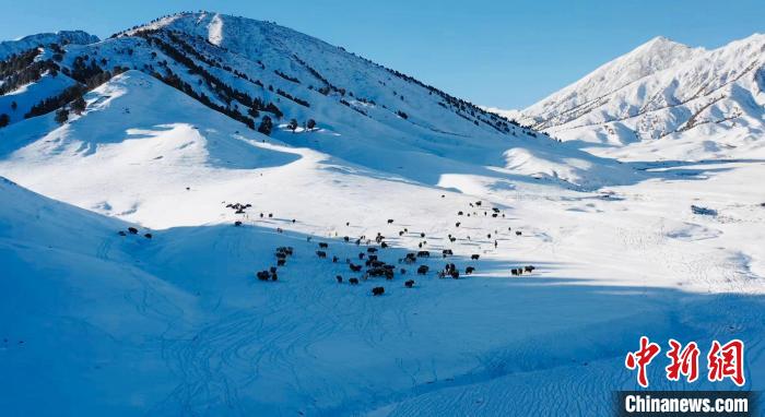 圖為牦牛群在雪地里覓食?！《继m縣融媒體中心供圖
