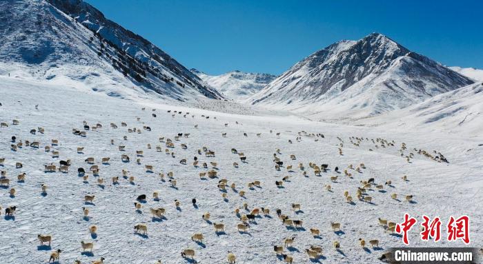 圖為羊群在雪地里覓食。　都蘭縣融媒體中心供圖