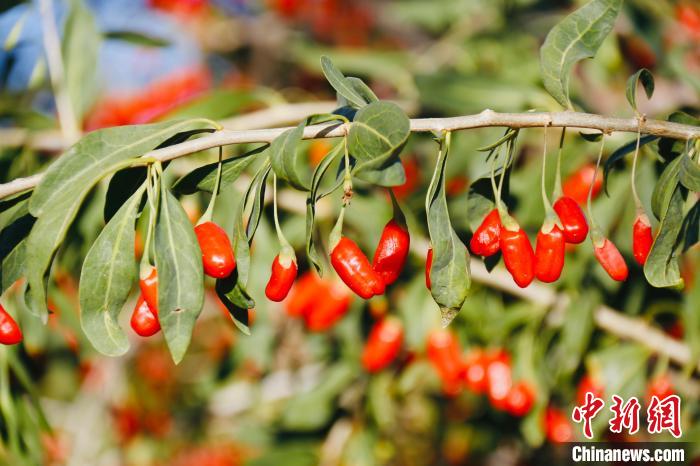 圖為柴達(dá)木盆地有機(jī)枸杞。　孫睿 攝