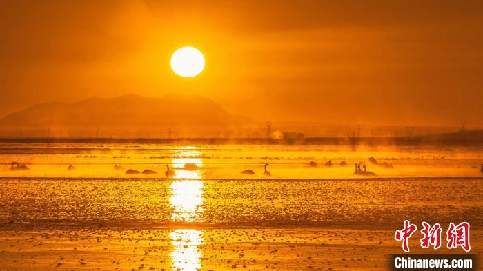 圖為天鵝群在湖中休憩?！『螁⒔?攝