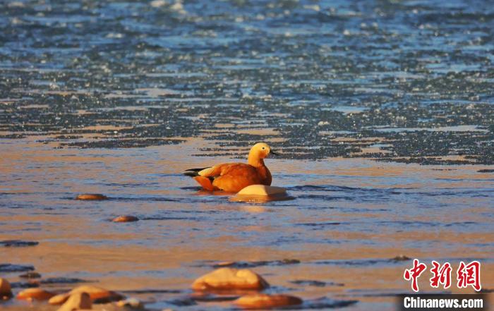 圖為赤麻鴨自在游曳。　白日丁布江才 攝