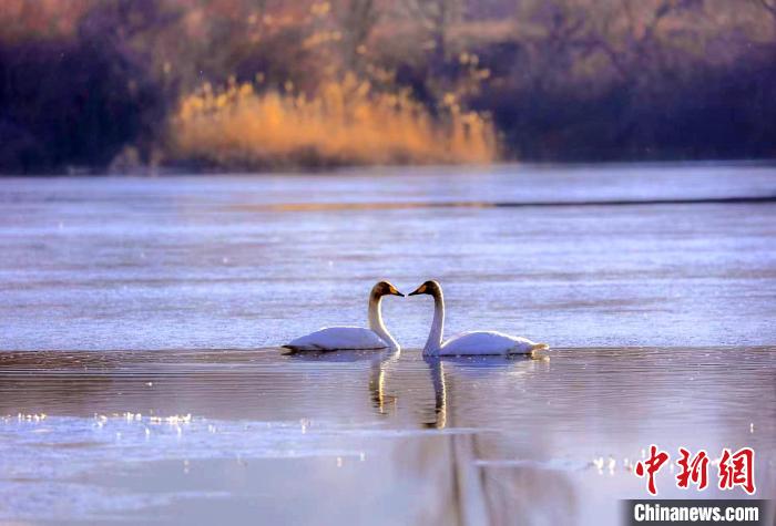 圖為天鵝在湖面嬉戲?！◇泱憔?攝