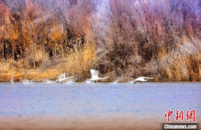 圖為起舞的天鵝與碧波蕩漾的湖面相映成趣?！『喖s 攝