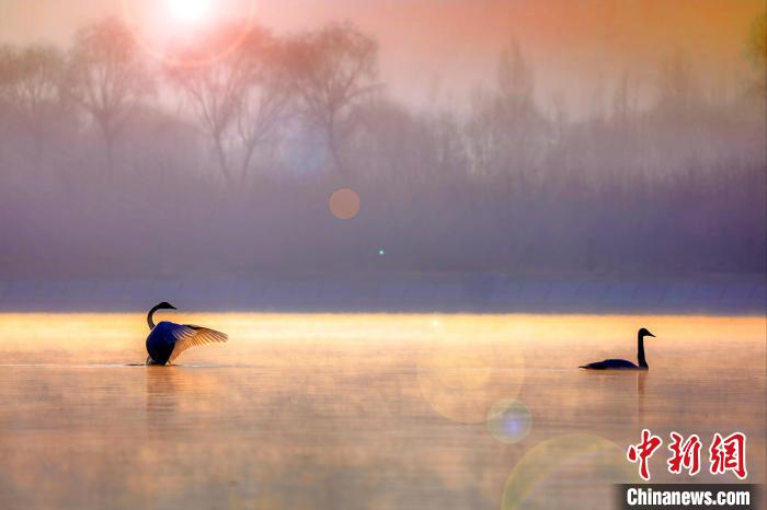 圖為天鵝在湖面嬉戲。　筱筱君 攝