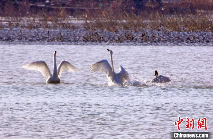 圖為黃河岸畔貴德縣迎來天鵝“做客”。　筱筱君 攝