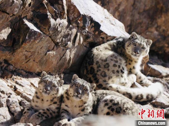 青海都蘭：雪豹、兔猻等多種珍稀野生動物亮相