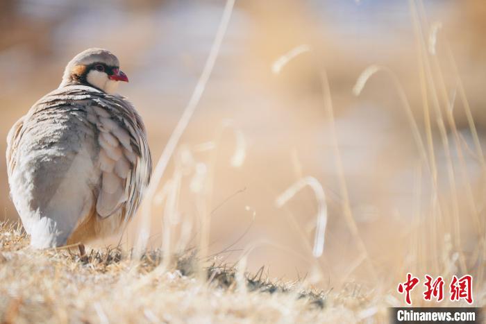 圖為都蘭縣境內(nèi)的鳥類?！±?攝