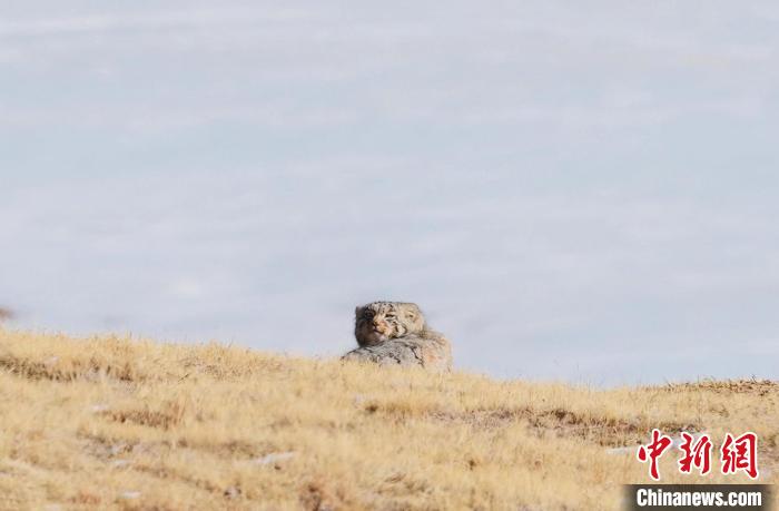 圖為回頭張望的兔猻?！±?攝