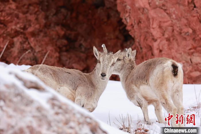 圖為在雪中悠然自得的巖羊?！“兹斩〔冀?攝