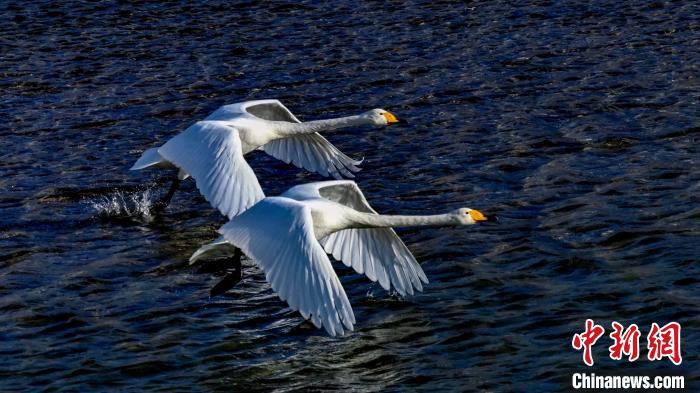 圖為兩只大天鵝。　嚴(yán)桉 攝